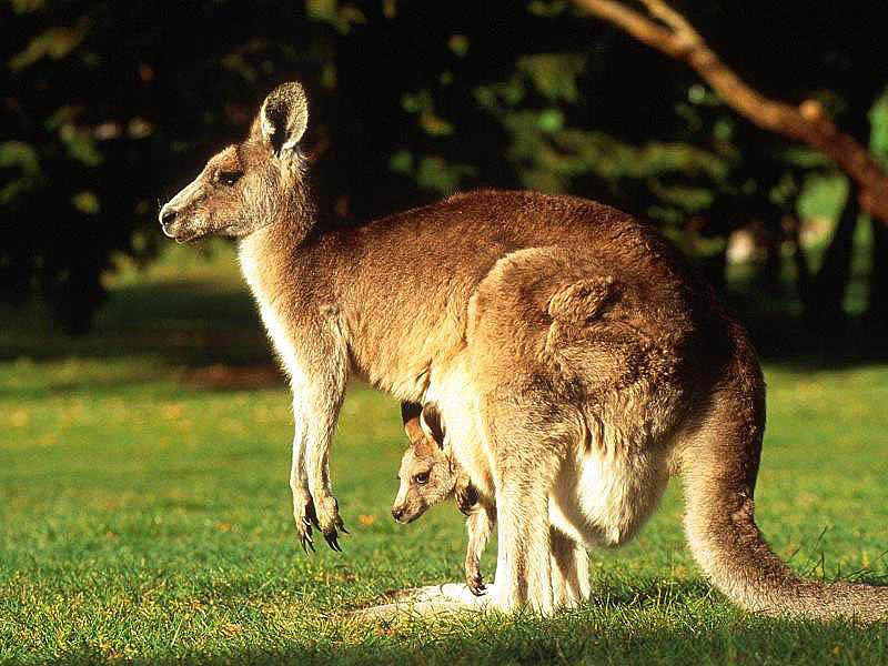 Картинки по запросу фото австралия животные
