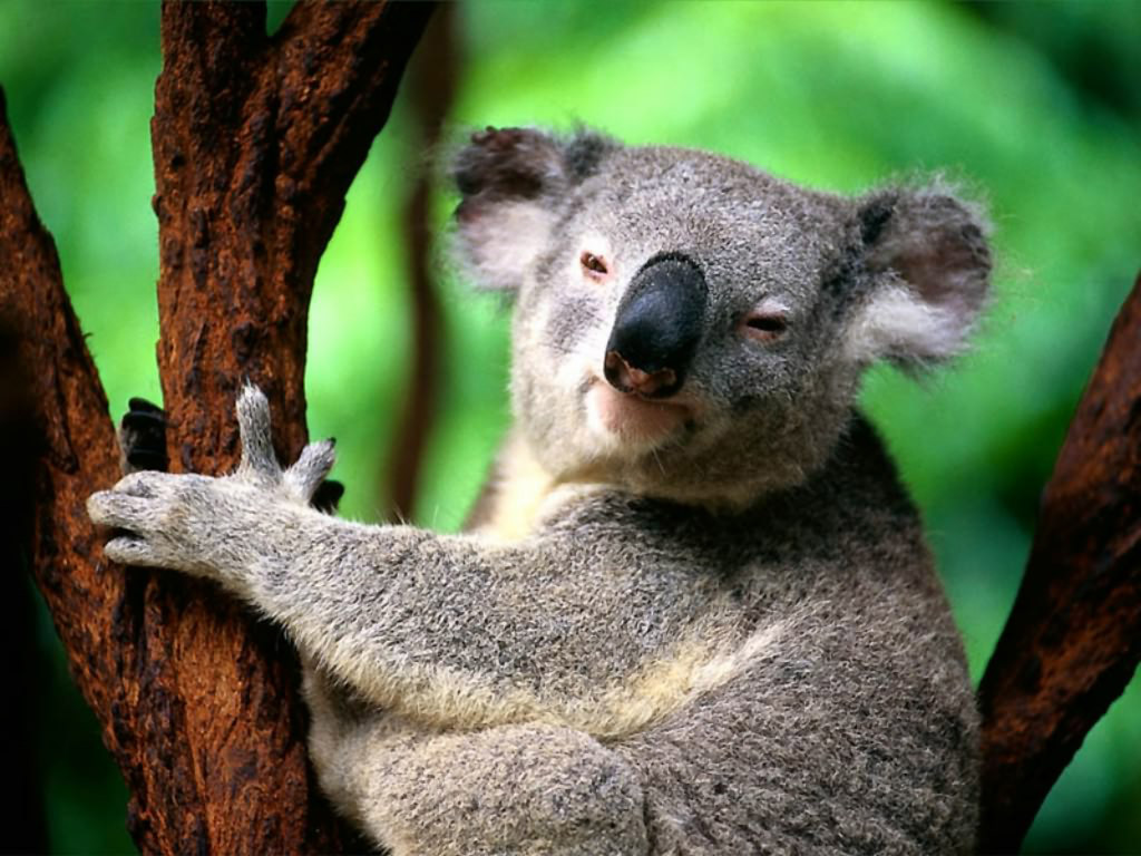 Животные Австралии Список С Фото