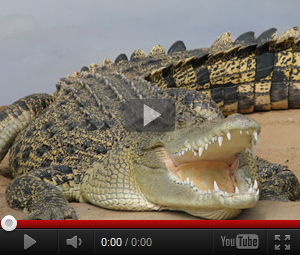 Видео про крокодила для детей