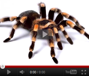 Видео про паука для детей