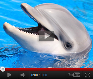 Видео про дельфина для детей