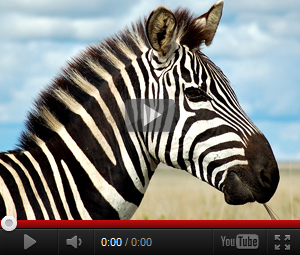 Видео про зебру для детей