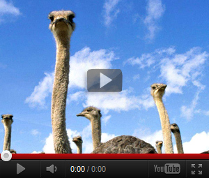 Видео про страуса для детей