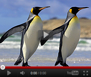 Видео про пингвина для детей