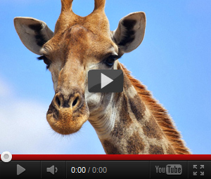 Видео про жирафов для детей