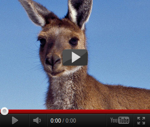 Видео про кенгуру для детей