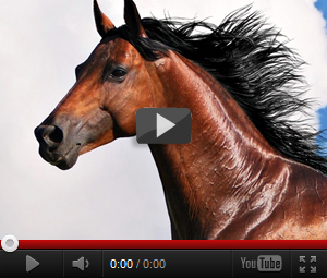 Видео про лошадей для детей